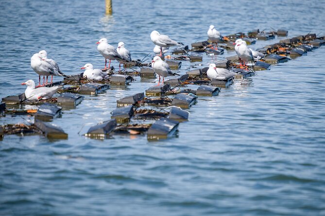 Catch a Crab Tour with Optional Seafood Lunch - Step-by-Step: Crabbing, Bait Pumping, Pelicans, and the Crab Show