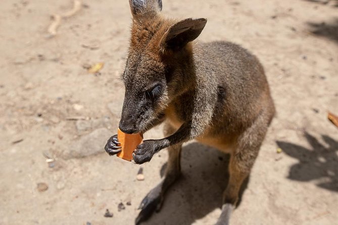 Chillagoe Caves and Outback Day Trip from Cairns - The 6:30am Start, Pickup Options, and Why It Matters