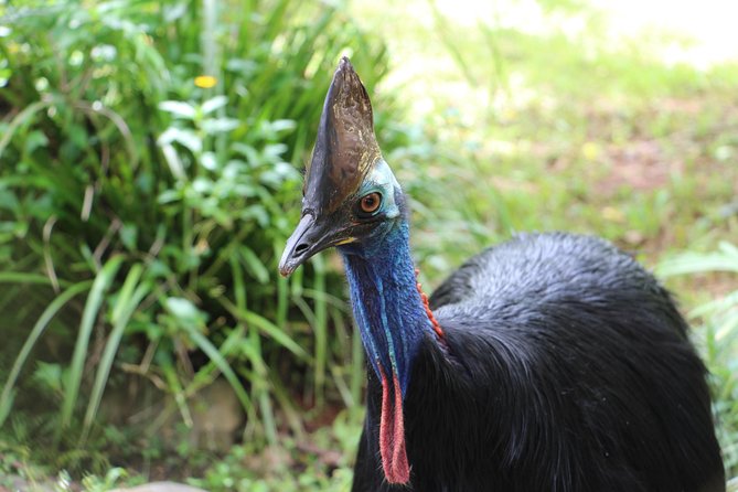 Classic Kuranda by Skyrail and Scenic Railway, Rainforestation & lunch. CKB - Kuranda Village: markets time and the butterfly sanctuary discount