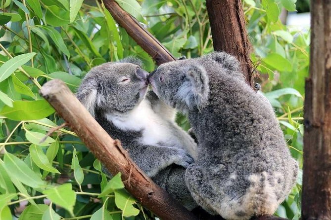 Classic Kuranda by Skyrail and Scenic Railway, Rainforestation & lunch. CKB - Getting there smoothly: pickup, timing, and what 10 hours really means