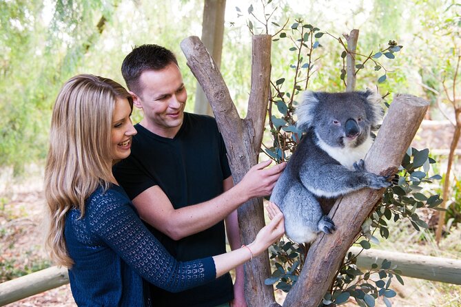 Cleland Wildlife Park Experience - from Adelaide including Mt Lofty Summit - Key points at a glance
