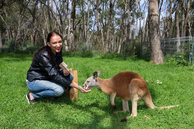 Cleland Wildlife Park Experience - from Adelaide including Mt Lofty Summit - Mt Lofty Summit: the coast view hit, with a short time window