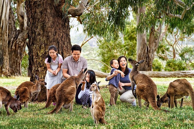 Cleland Wildlife Park Experience - from Adelaide including Mt Lofty Summit - Price and what you should budget for beyond the ticket