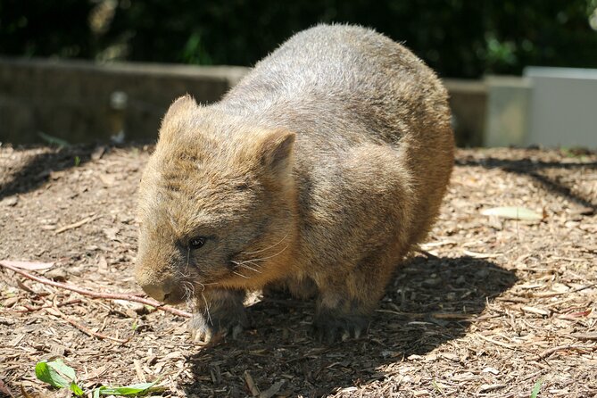 Cleland Wildlife Park Experience - from Adelaide including Mt Lofty Summit - Who this tour fits best, and who might want a different plan