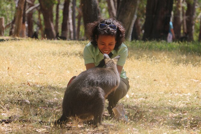Cleland Wildlife Park Experience - from Adelaide including Mt Lofty Summit - Should you book this Cleland and Mt Lofty tour?