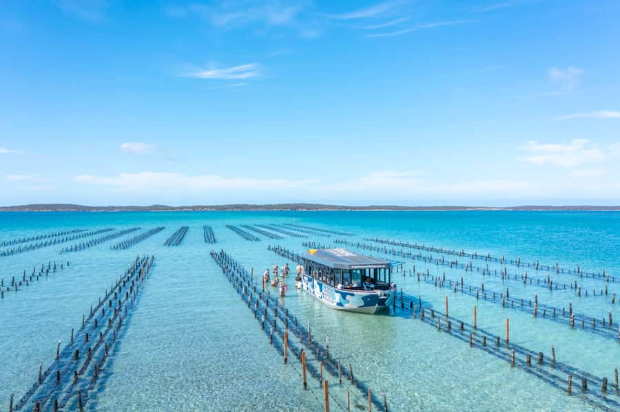 Coffin Bay: Oyster Farm Boat Tour with Wading & 12 Oysters - The oyster farm cruise: 16 km to a working lease