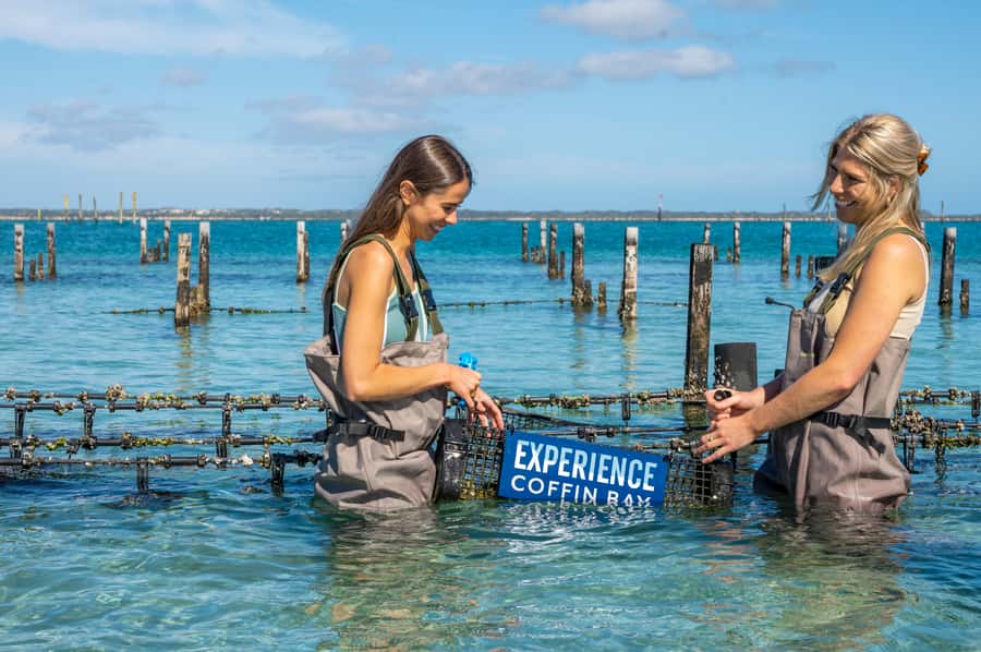 Coffin Bay: Oyster Farm Boat Tour with Wading & 12 Oysters - Wading the oyster beds: the hands-on moment (and how to do it comfortably)