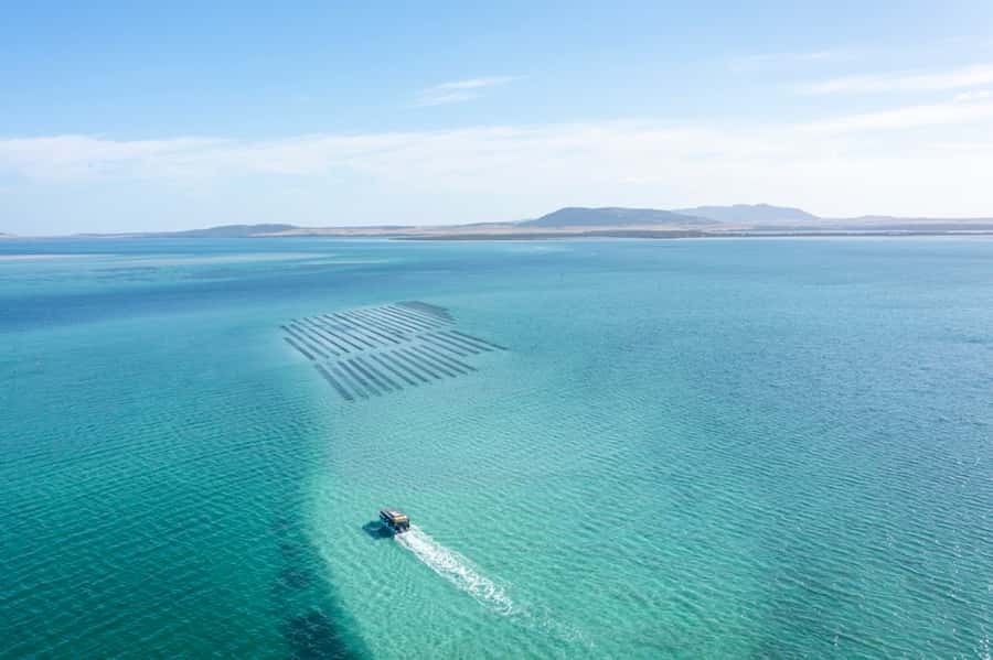 Coffin Bay: Oyster Farm Boat Tour with Wading & 12 Oysters - Brother’s Island seals: wildlife viewing that feels real
