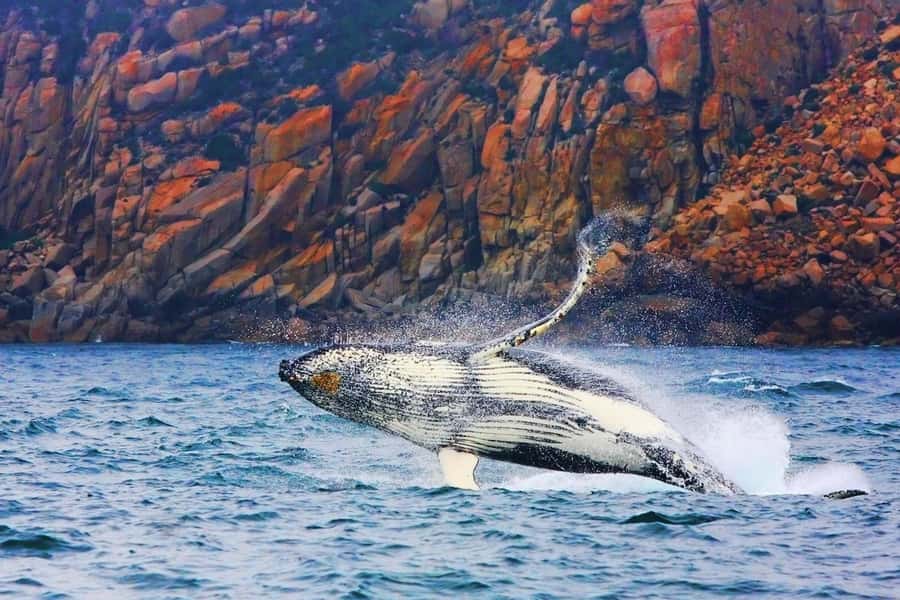 Coles Bay: Wineglass Bay Adults-Only Cruise with Lunch - Key highlights before you go