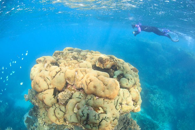 Coral Bay: 2-Hour Coral Viewing and Snorkeling - Key things I’d plan around before you go