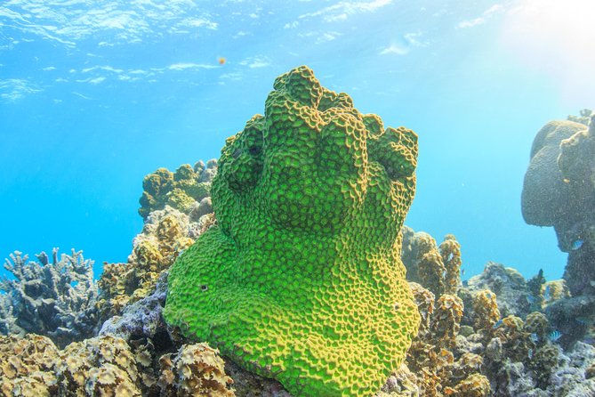 Coral Bay: 2-Hour Coral Viewing and Snorkeling - The 2-hour mix of glass views and real snorkeling