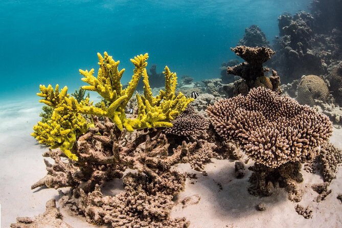 Coral Bay 2-Hour Coral Viewing and Snorkeling - Group size, boat type, and why the 2-hour format works