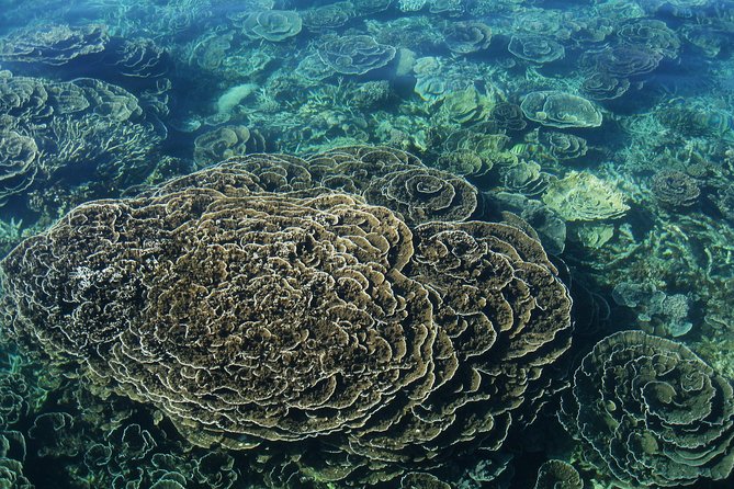 Coral Bay: 2-Hour Coral Viewing and Snorkeling - Where the tour actually starts in Coral Bay