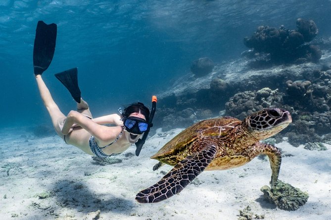 Coral Bay 3-Hour Turtle Ecotour - Key highlights you will actually care about