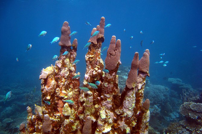 Coral Bay 3-Hour Turtle Ecotour - Getting there fast: Peoples Shopping Village to Nhanya-Ku