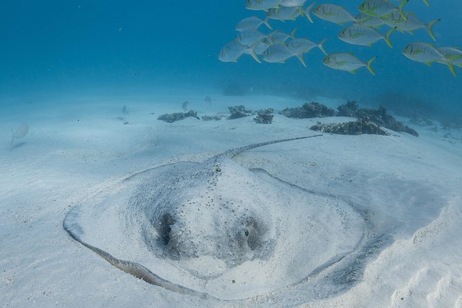 Coral Bay 3-Hour Turtle Ecotour - Coral, fish feeding, and the two snorkel sites that shape the tour