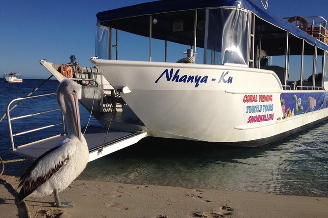 Coral Bay 3-Hour Turtle Ecotour - Drinks included, and why that actually matters on a short tour