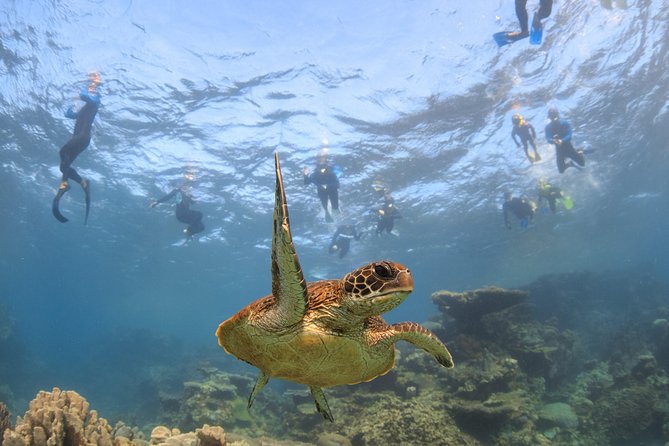 Coral Bay 3-Hour Turtle Ecotour - The 3-hour flow, and how to get the most from it