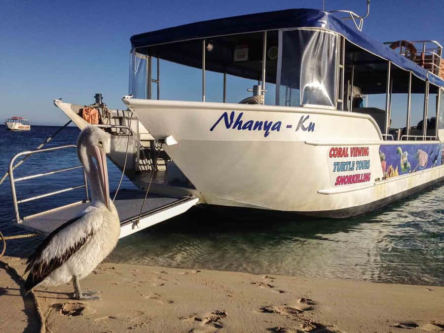Coral Bay Glass-Bottom Boat Tour - The 1-hour cruise: what you will actually see under the glass