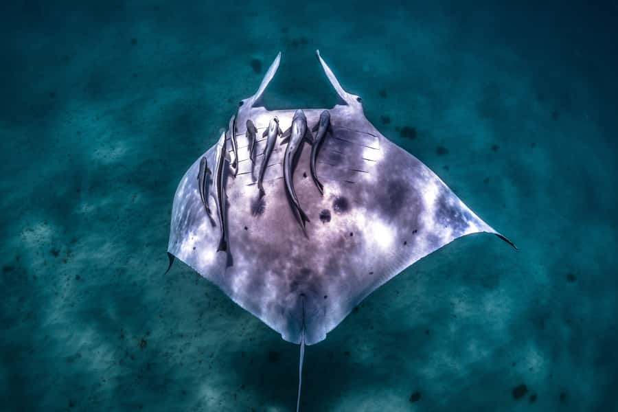 Coral Bay: Marine Eco Safari - Swim With Manta Rays - Key points to know before you go