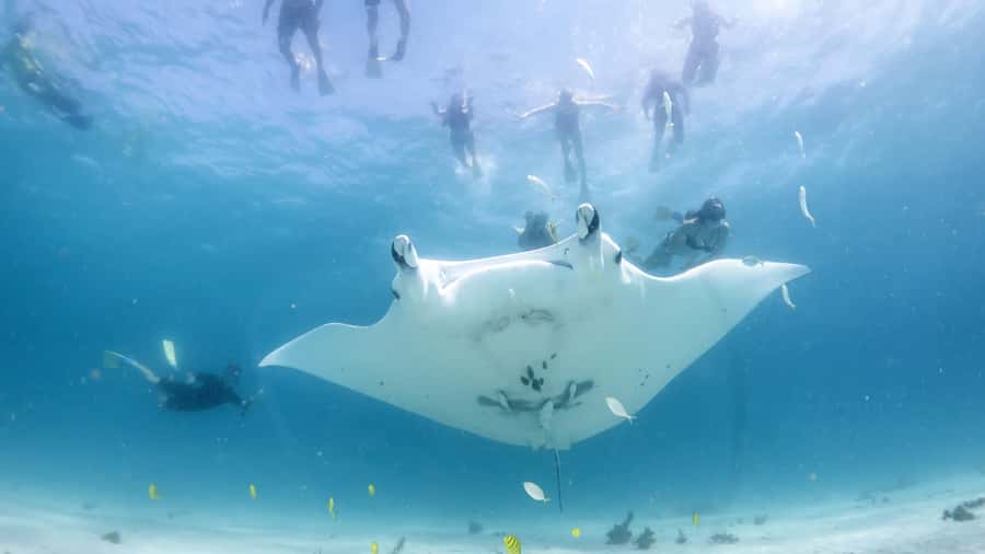 Coral Bay: Marine Eco Safari - Swim With Manta Rays - Ningaloo Reef manta rays, and what you are actually paying for