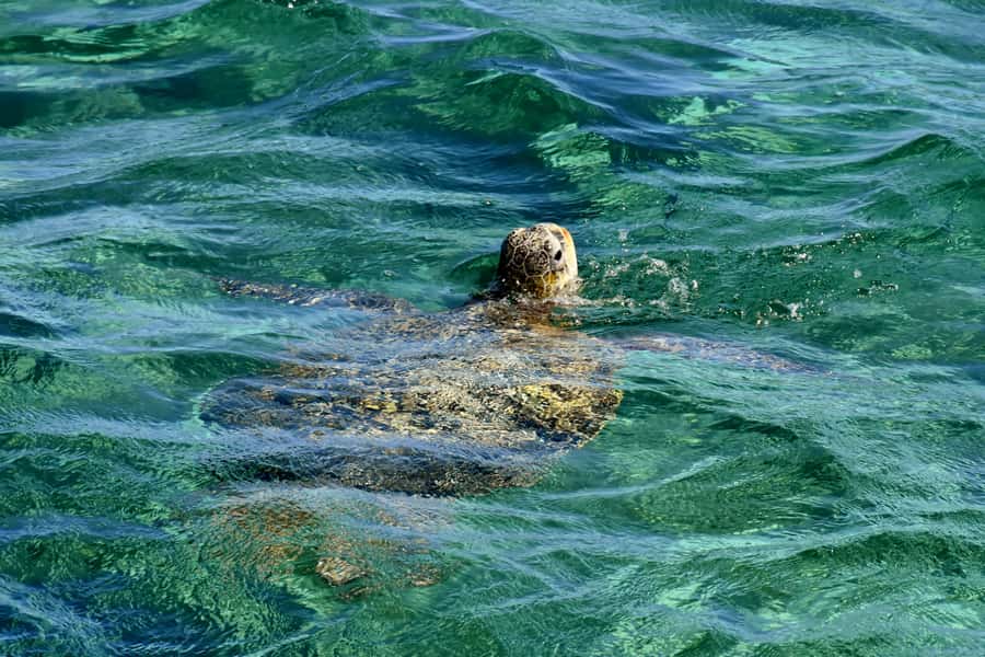 Coral Bay: Ningaloo Reef 3-Hour Turtle Ecotour - Key things to know before you go
