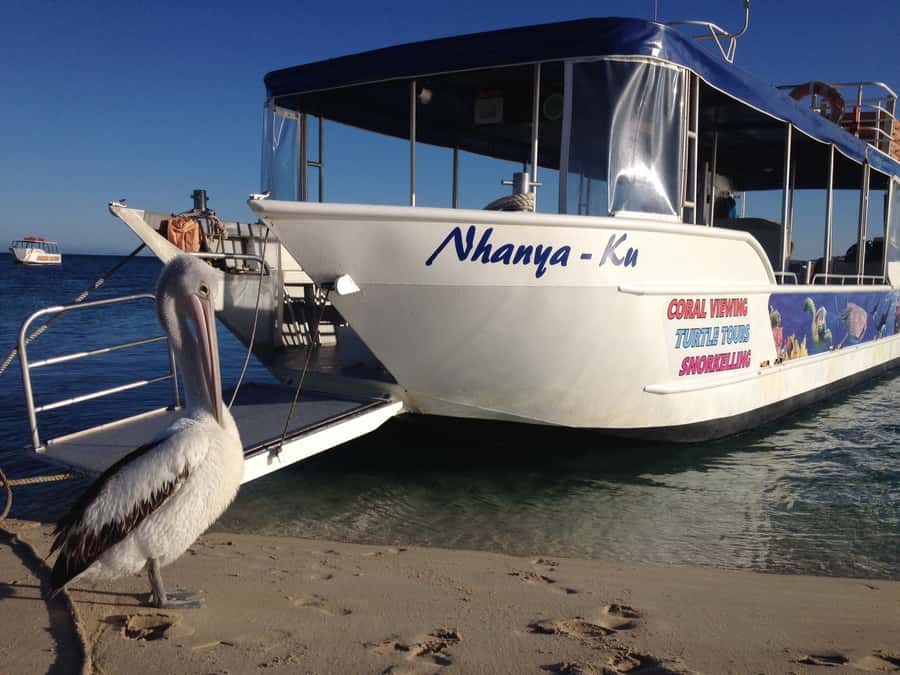 Coral Bay: Ningaloo Reef 3-Hour Turtle Ecotour - What you see from the glass-bottom boat, and why it is more than a warm-up