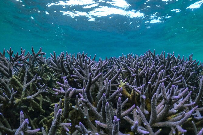 Coral By Kayak - Ningaloo Reef Half Day Kayak & Snorkel Tour - Snorkeling on Ningaloo Reef, guided close and paced well