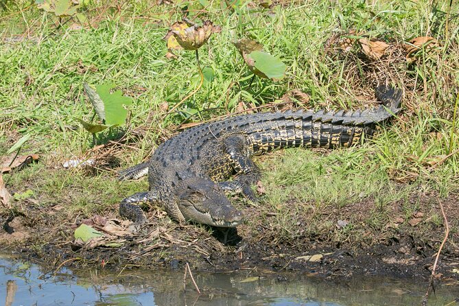 Corroboree Billabong 2.5 hour Lunch Cruise - Lunch on Board: Food That Matches the Setting