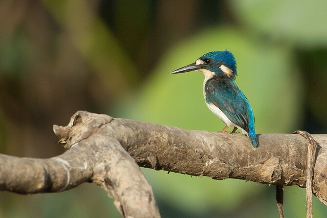 Corroboree Billabong 2.5 hour Lunch Cruise - The Real Value: Why This Costs What It Costs