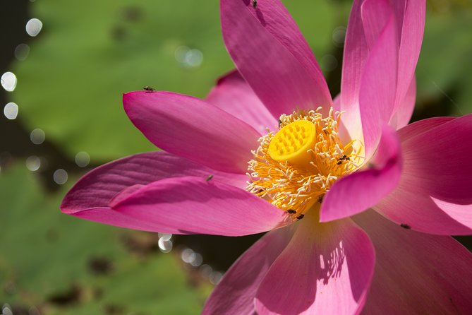 Corroboree Billabong Wetland Cruises - 2 hour Sunset Cruise - Photo light and wet season reality: what to expect