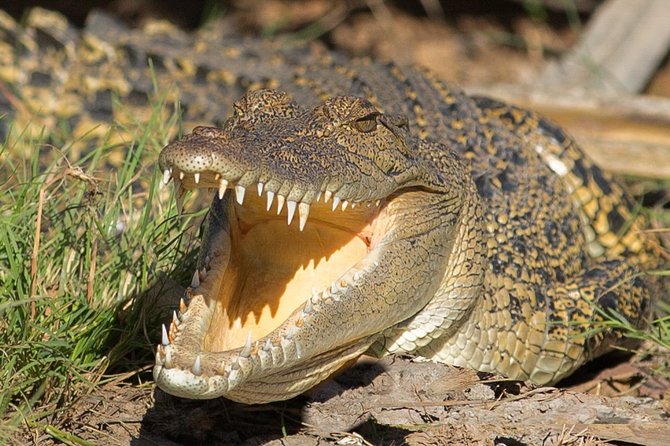 Corroboree Billabong Wetland Cruises - 2 hour Sunset Cruise - Drinks, snacks, and comfort choices