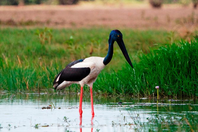 Corroboree Billabong Wetland Cruises - 2 hour Sunset Cruise - The 4:30 pm start: why sunset cruises work here