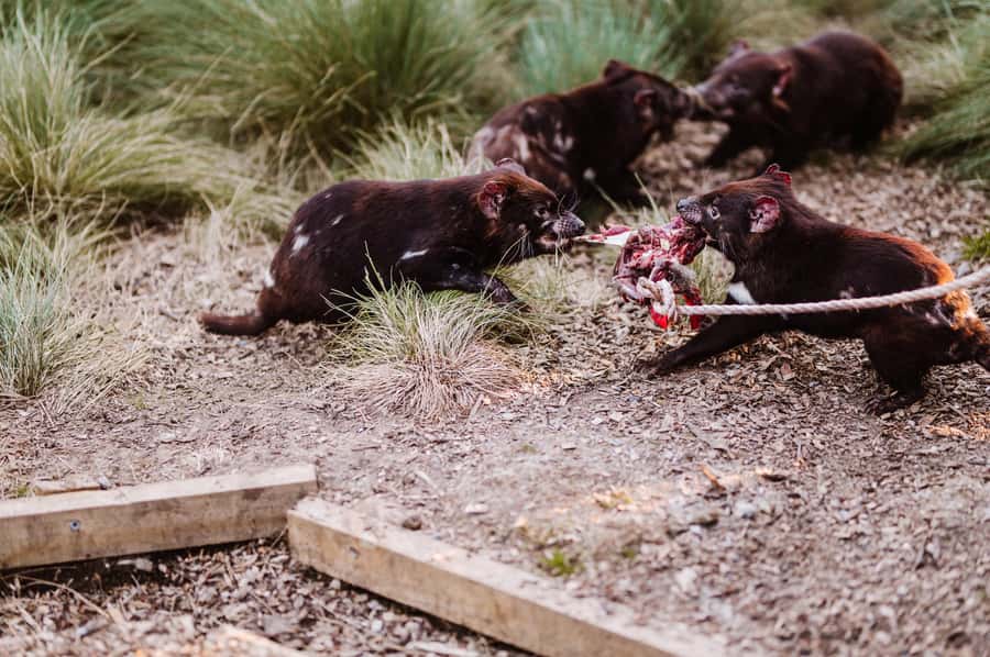 Cradle Mountain: After Dark Tasmanian Devil Feeding Tour - Key things to know before you go