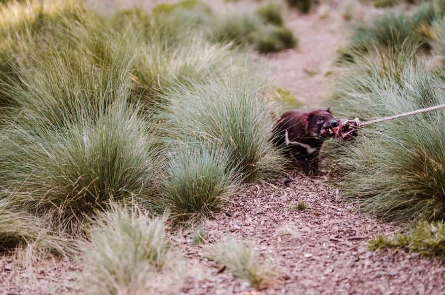 Cradle Mountain: After Dark Tasmanian Devil Feeding Tour - Devils@Cradle at night, why it feels worth the trip