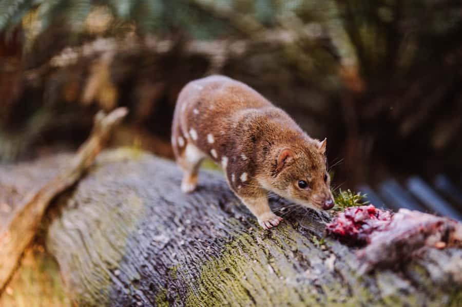 Cradle Mountain: After Dark Tasmanian Devil Feeding Tour - The 90-minute flow: intro, then the guided walk and feeding