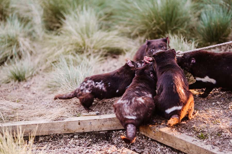 Cradle Mountain: After Dark Tasmanian Devil Feeding Tour - Watching feeding up close: what to notice during the keeper-led moment