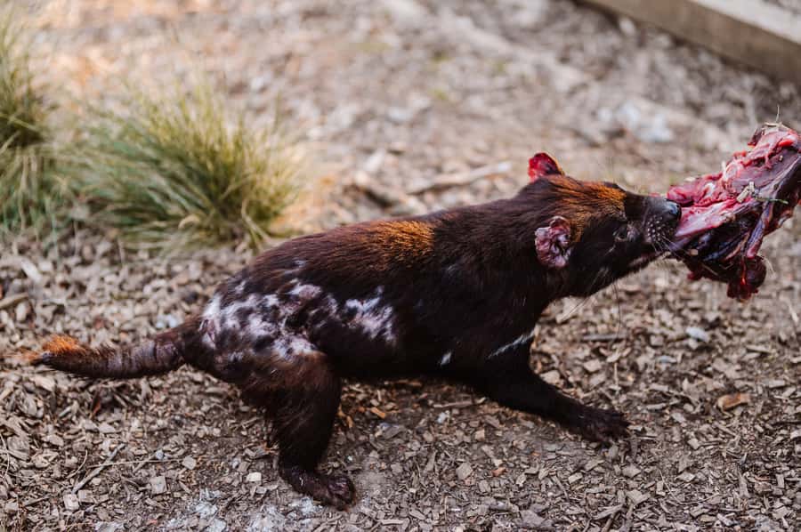 Cradle Mountain: After Dark Tasmanian Devil Feeding Tour - Weather and comfort: how to dress for an after-dark Cradle Mountain visit