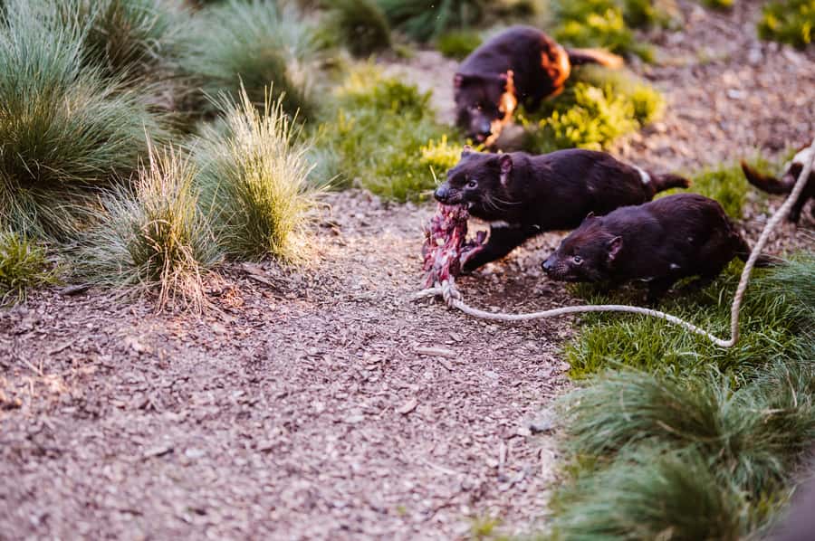 Cradle Mountain: After Dark Tasmanian Devil Feeding Tour - Who this tour suits best, and who should think twice