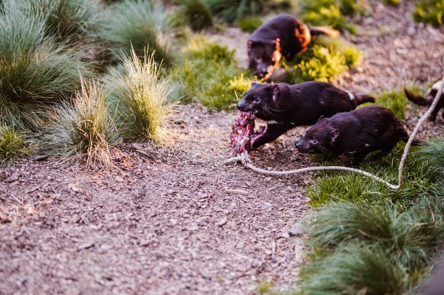 Cradle Mountain: After Dark Tasmanian Devil Feeding Tour - Final verdict: should you book the After Dark Tasmanian Devil tour?
