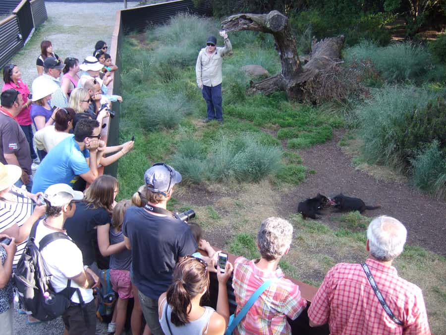 Cradle Mountain: After Dark Tasmanian Devil Feeding Tour - Enter Devils@Cradle: self-guided time before the feeding tour