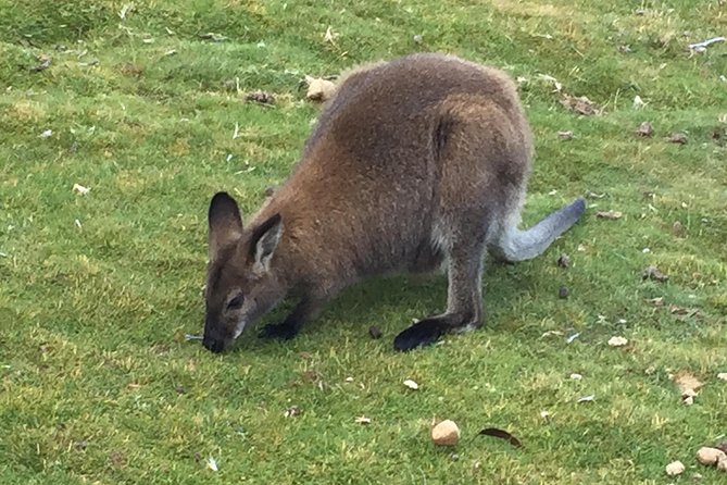 Cradle Mountain Day Tour from Launceston Including Lunch - Key things to know before you go