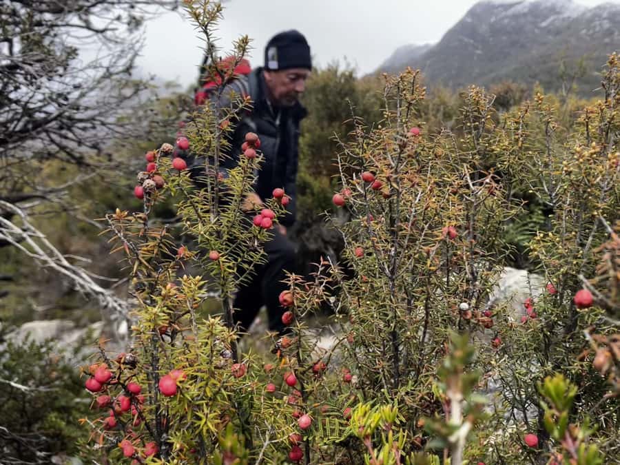 Cradle Mountain: Day Trip from Launceston with Lunch - What to pack for Cradle Mountain weather that does not read forecasts