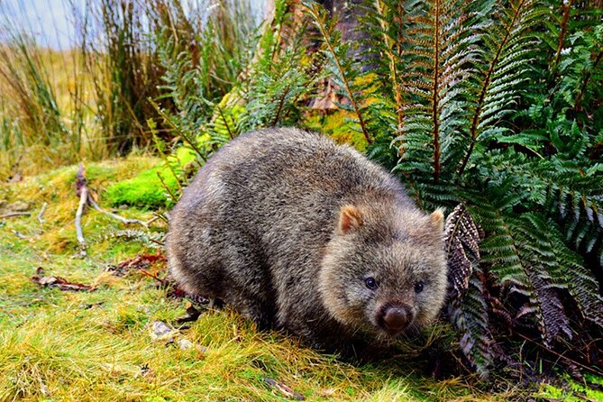 Cradle Mountain National Park Day Tour from Launceston - From Launceston to Cradle Mountain: the simple plan that saves your day