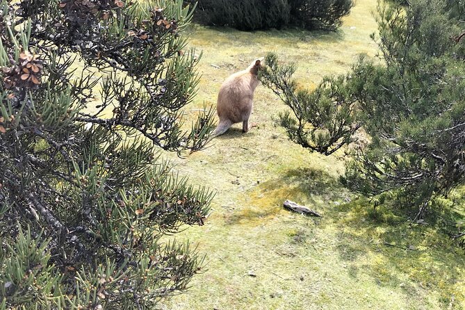 Cradle Mountain Sightseeing Tour from Devonport or Burnie - Pickup from Devonport or Burnie, and why the ride matters