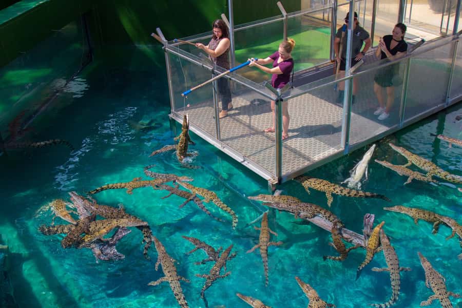 Crocosaurus Cove General Admission Ticket - Your Day Plan: How the Schedule Helps You Prioritize
