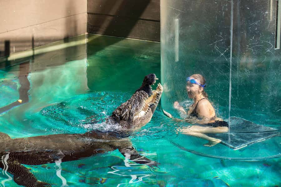 Crocosaurus Cove General Admission Ticket - 360-Degree Crocodile Viewing: The Main Event Worth Planning Around