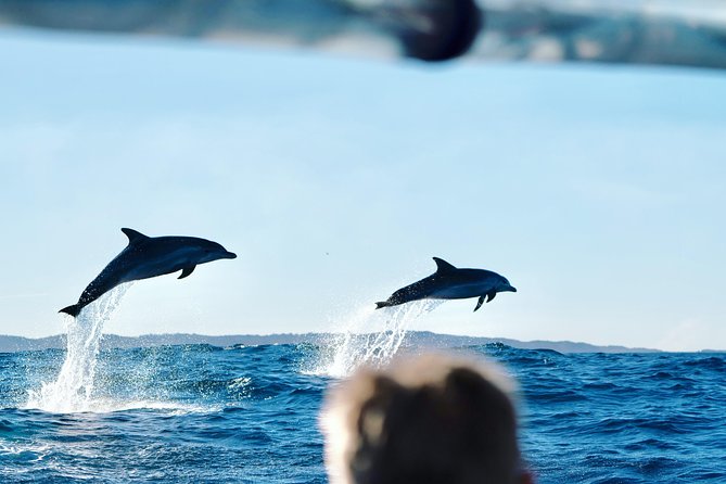 Cruise with Dolphins in Byron Bay - Key highlights worth your attention