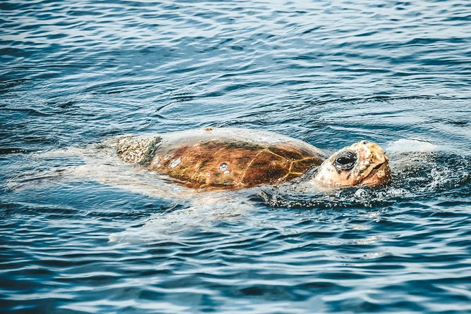 Cruise with Dolphins in Byron Bay - Ballina wharf start: the simple plan from Byron Bay