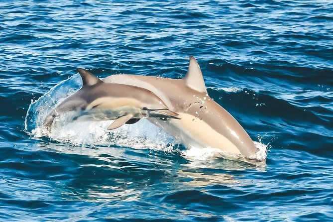 Cruise with Dolphins in Byron Bay - Price and value: why $68.14 can be a good deal